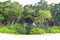 Greenery All Around - Trees, Shrubs, and Grass - Green Earth - Tropical Littoral Forest