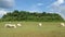 Greenery blu sky a wide cattle field