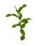 Greenery branches of Kaffir lime leaves plant know as makrut or Thai lime and citrus fruit, herbal plant isolated die cut