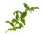 Greenery branches of Kaffir lime leaves plant know as makrut or Thai lime and citrus fruit, herbal plant isolated die cut
