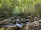 Greenery of canopy cover of Big Creek River