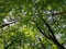 Greenery canopy of leaves sun-drenched in summer