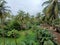 Greenery everywhere is the beauty of Goa during the monsoons