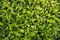 Greenery grass texture close-up. Nature.