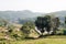 Greenery grasses mountain trees landscape