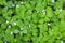 Greenery growing on the ground. Hare cabbage. Fresh vitamins. View from above. Background