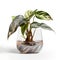 Greenery at Its Best: Philodendron Billiteae Variegated Plant