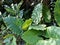 Greenery leaves of Alocasia Odora or Elefant Ear, partially in