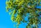 Greenery leaves on blue sky background. Poplar tree branch   view