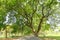 The greenery leaves branches of big Rain tree sprawling cover on asphalt pavement walkway and jogging track, green grass lawn