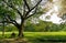 The greenery leaves branches of big Rain tree sprawling cover on green grass lawn and a couple lover sitting on a bench