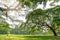 The greenery leaves branches of big Rain tree sprawling cover on green grass lawn under sunshine morning