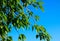 Greenery leaves on green background. Poplar tree branch macro view