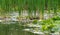 Greenery with leaves in the pond, surrounding trees