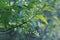 Greenery, nature, tree twigs with tiny buds, flowering in spring, young leaves, plants