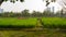 Greenery rice planting growing in conversion experiments agriculture plantation fields in public park, vegetable, flower and