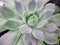 Greenery round swirl succulent macro horizontal shot, grey succulent with violet rays