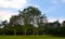 Greenery scene of trees and grasses