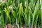 Greenery stem leaves plants in the park