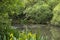 Greenery surrounding small pond