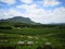 A greenery tree and vineyard in Thailand. Wonderful long weekend with family.