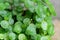Greenery umbrella shape leaf of Water pennywort with raindrops on circle leaves, this plant know as
