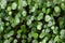 Greenery umbrella shape leaf of Water pennywort with raindrops on circle leaves, this plant know as
