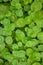 Greenery umbrella shape leaf of Water pennywort with raindrops on circle leaves, this plant know as Marsh Penny