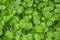 Greenery umbrella shape leaf of Water pennywort with raindrops on circle leaves, this plant know as Marsh Penny or Indian