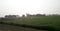 Greenery wheat field in the plain