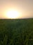 Greenfield, steppe, sunrise, dew, grass