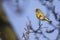 Greenfinch