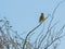 Greenfinch