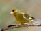 Greenfinch