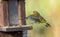 Greenfinch bird in flight landing on a feeder