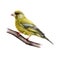 Greenfinch bird watercolor illustation. Realistic chloris chloris male avian image. Beautiful greenfinch on a tree