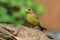 Greenfinch on a branch