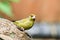 Greenfinch on a branch