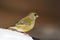 Greenfinch - Carduelis chloris