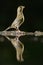 Greenfinch, Carduelis chloris