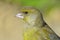 Greenfinch - Carduelis chloris - Verdilhao