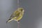 Greenfinch, carduelis cloris