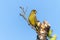 Greenfinch Chloris chloris bird