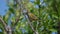 Greenfinch Chloris chloris bird