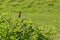 Greenfinch (Chloris chloris) perched on bush