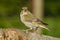 Greenfinch (Coeloglossum viride)