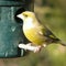 Greenfinch on a feeder