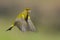 Greenfinch in flight - verdilhao em voo- Carduelis chloris