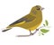 Greenfinch Green bird. Vector illustration of a feathered character. The bird sits on a branch. Cute art in flat cartoon