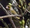 Greenfinch hiding in tree in urban house garden.